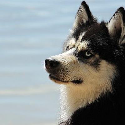 Cachorros de Raça