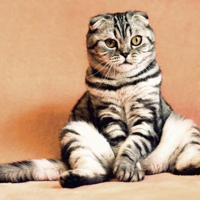Gatos Diferentes